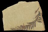 Metasequoia (Dawn Redwood) Fossils - Montana #102340-1